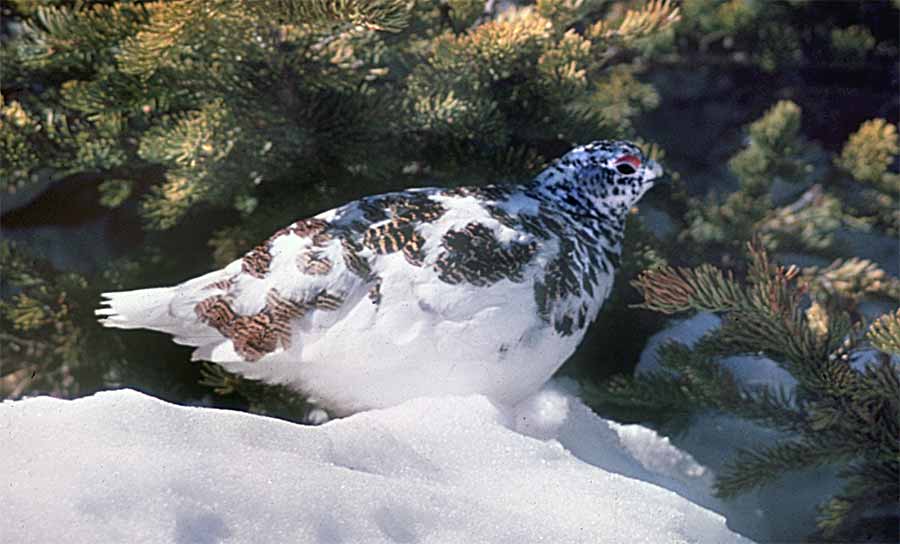 willow ptarmigan winter