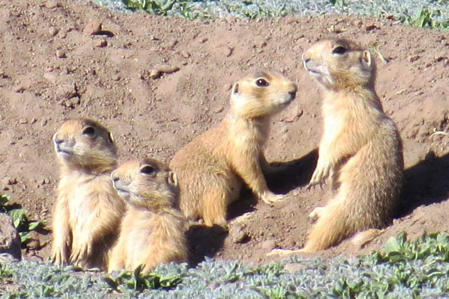 Four Utah prairie dog pups surrounding a burrow