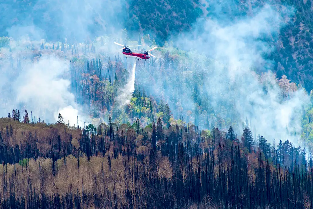 Chinook helicopter dropping flame retardant over a wildfire