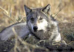 Gray wolf crouching in brush