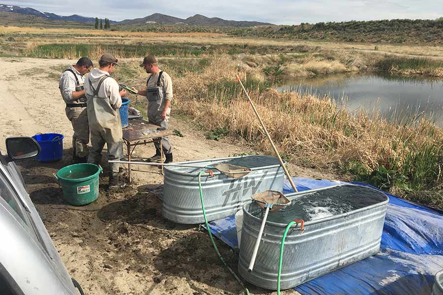 Three biologists recording June sucker populations at a pond