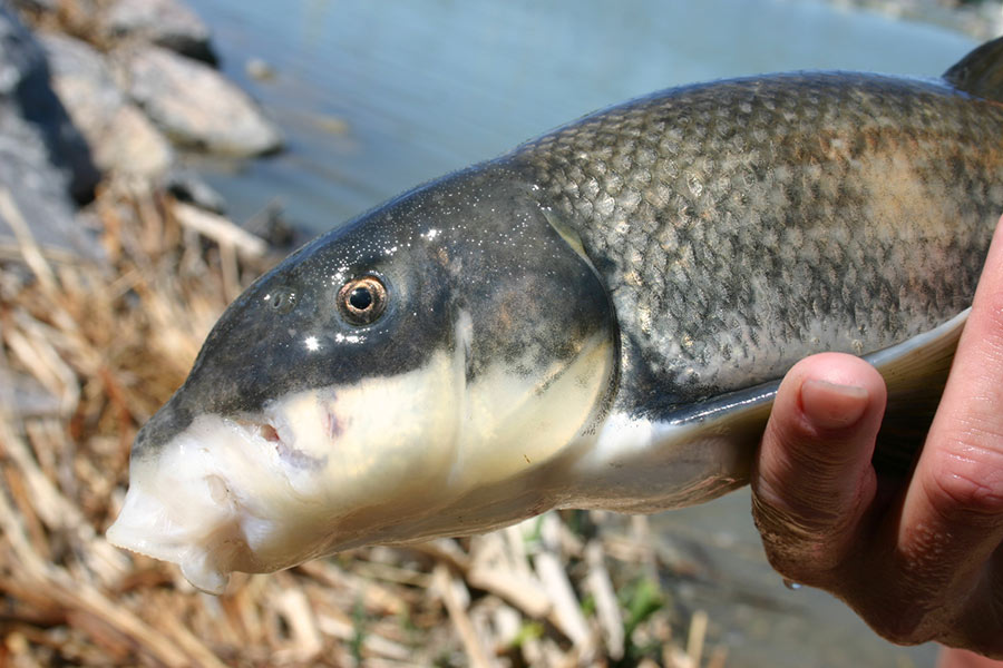 June Sucker Recovery Implementation  Utah Lake - Managing Non-Native Fish