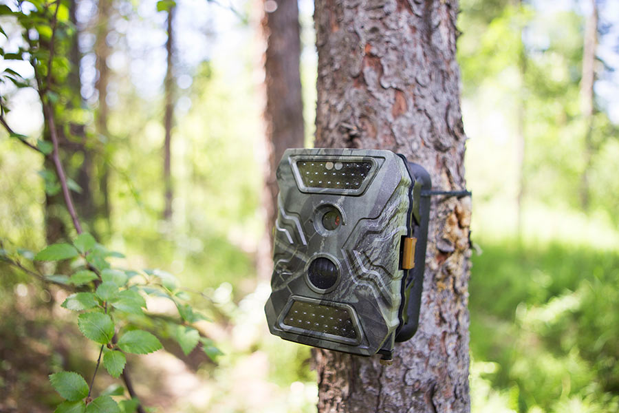Trail camera fastened to a tree trunk