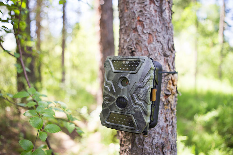 Trail camera deals pictures