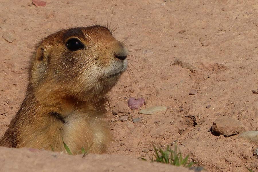 Head of a Utah prairie dog, sticking out of a hole in the ground