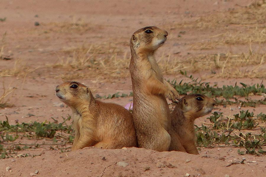 Three Utah prairie dogs crouching together
