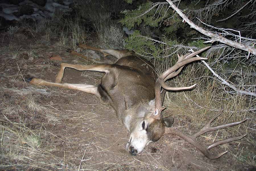 An illegally killed buck deer