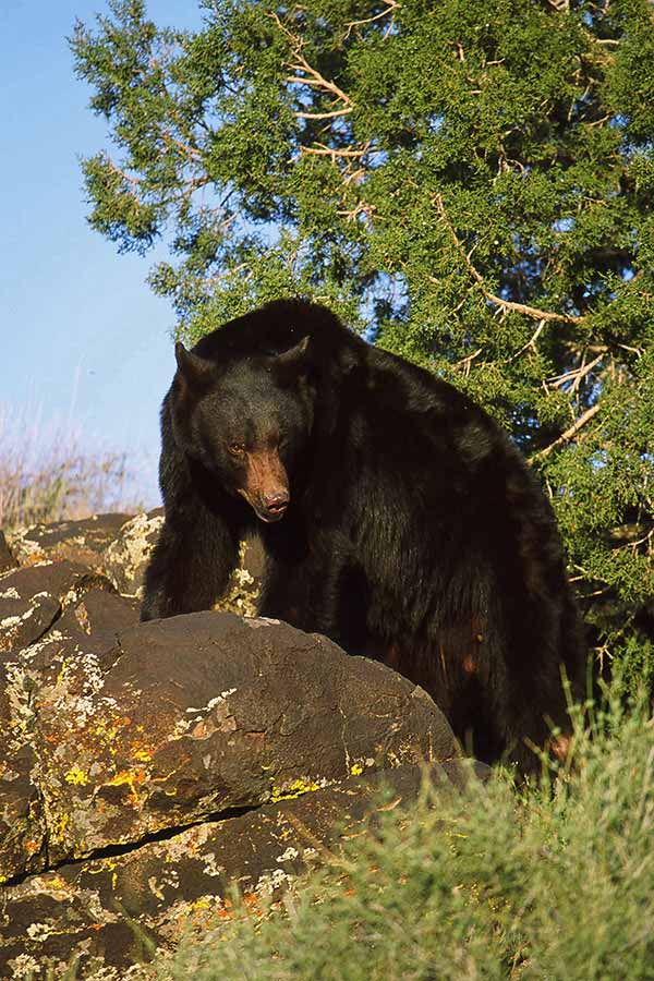 A black bear on a rock