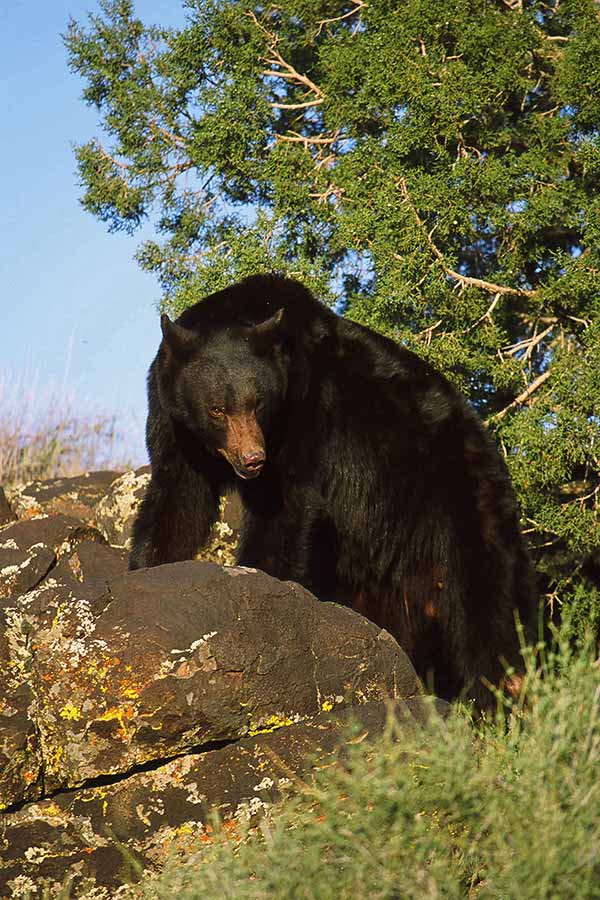  Utah Wildlife Board approves increase to black bear permit numbers