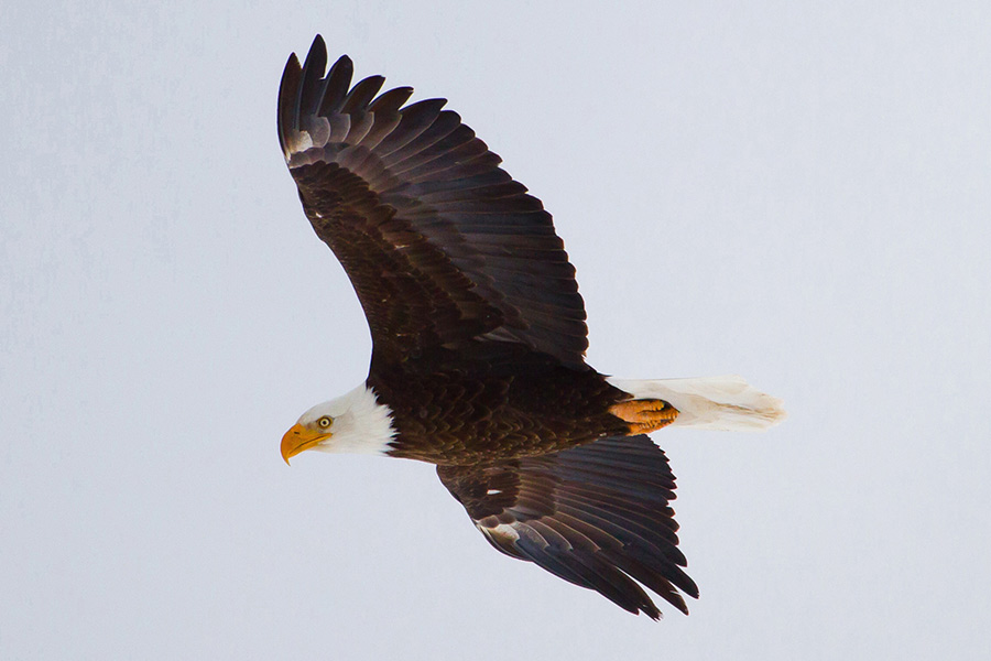 A bald eagle in flight with wings spread