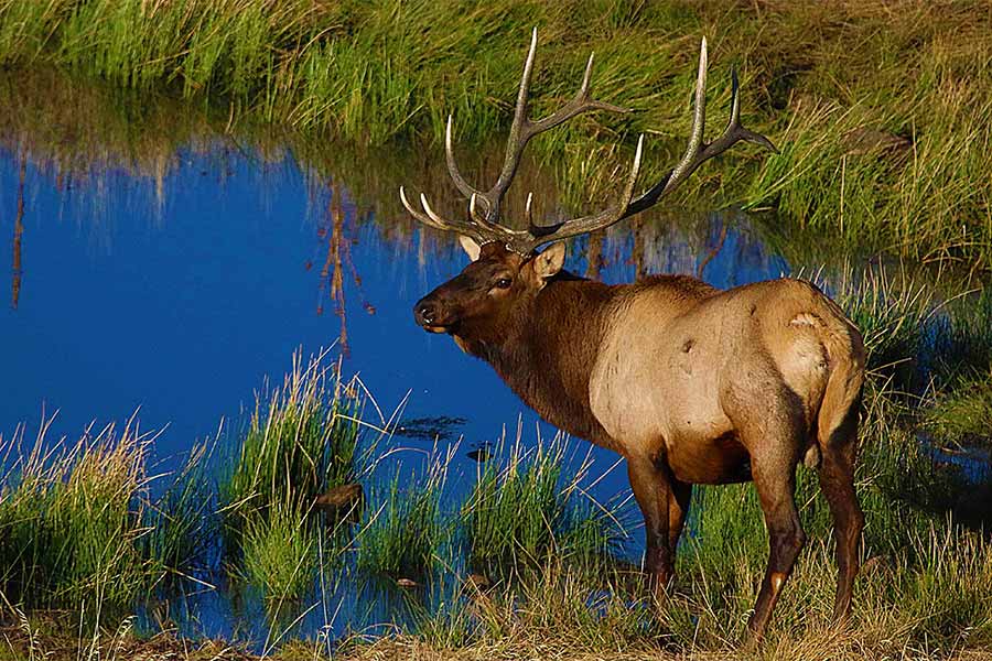 Bull elk at water