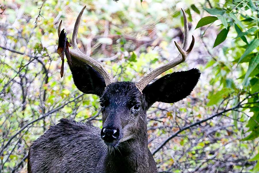 melanistic and albino deer