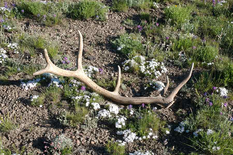 Shed antlers on the ground