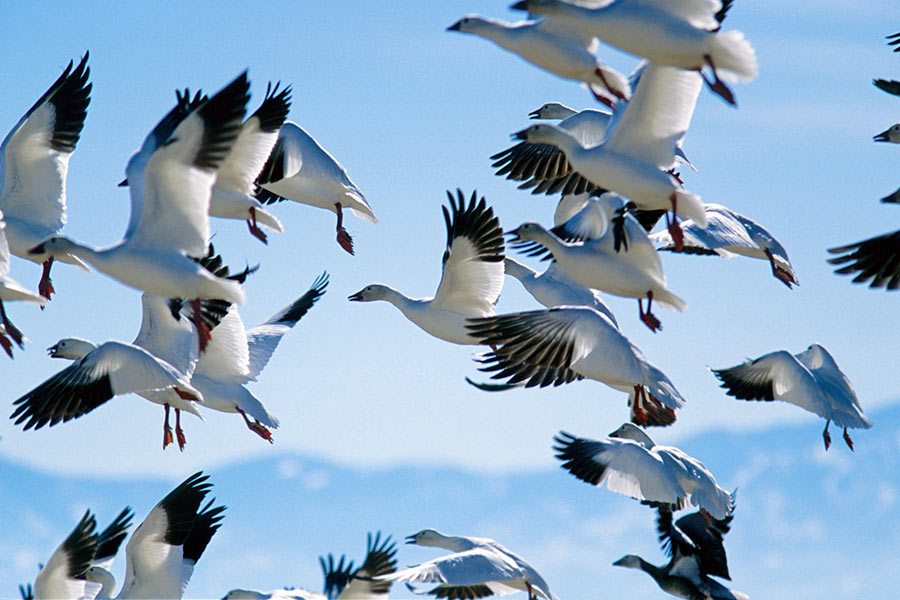 Watch the sky turn white at annual Delta Snow Goose Festival