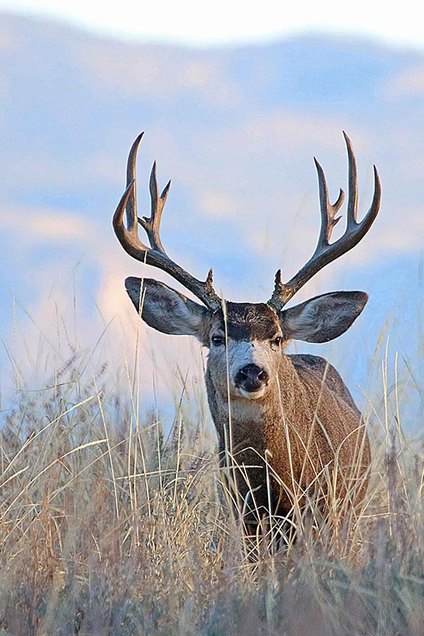 mule deer feed