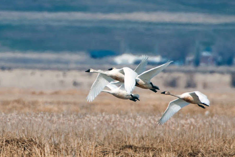 Flock of wild swans in flight