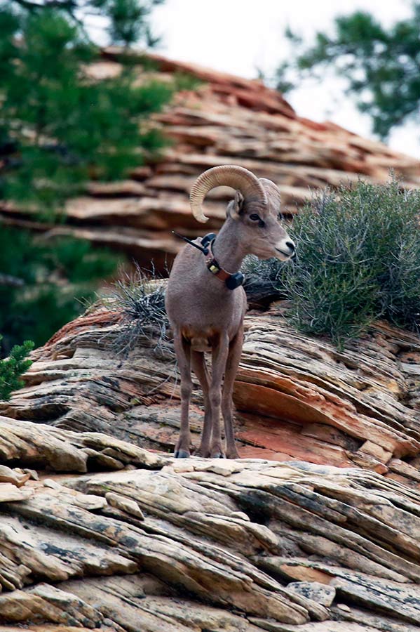 Ram wearing a GPS collar