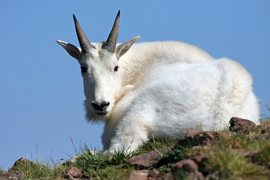 Mountain goat in the Tushar Mountains