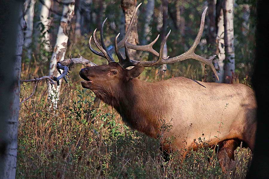 DWR proposes decrease in general-season deer antlerless permits for 