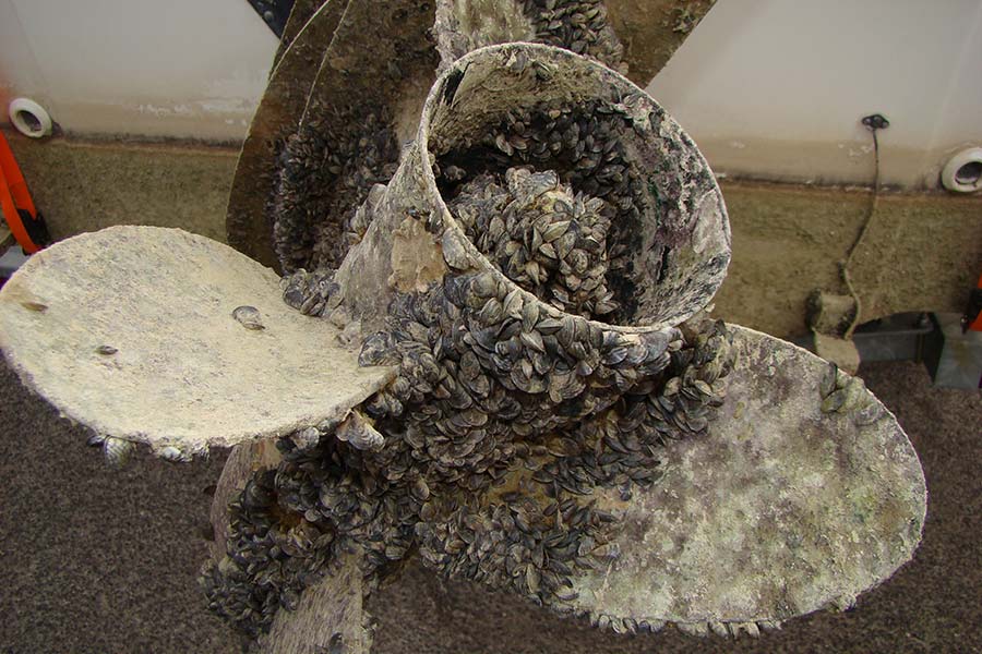 Quagga mussels on a boat engine
