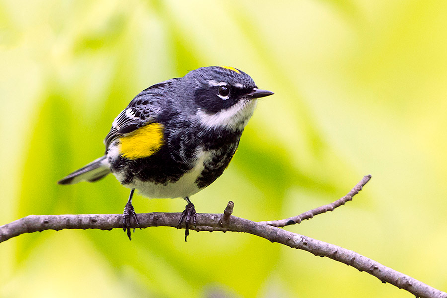 HOW AND WHEN TO TAKE A BABY BIRD UNDER YOUR WING - Wildlife Watch