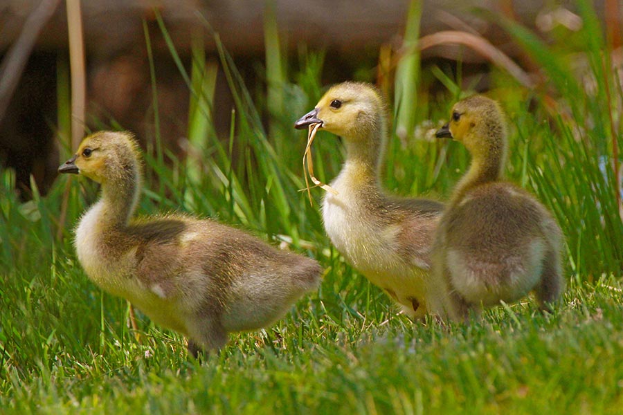 What to do if a baby bird or nest falls from its proper place, Community  News