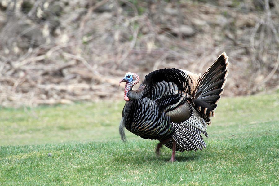 What Hunters Should Know About The Utah Spring Turkey Hunts