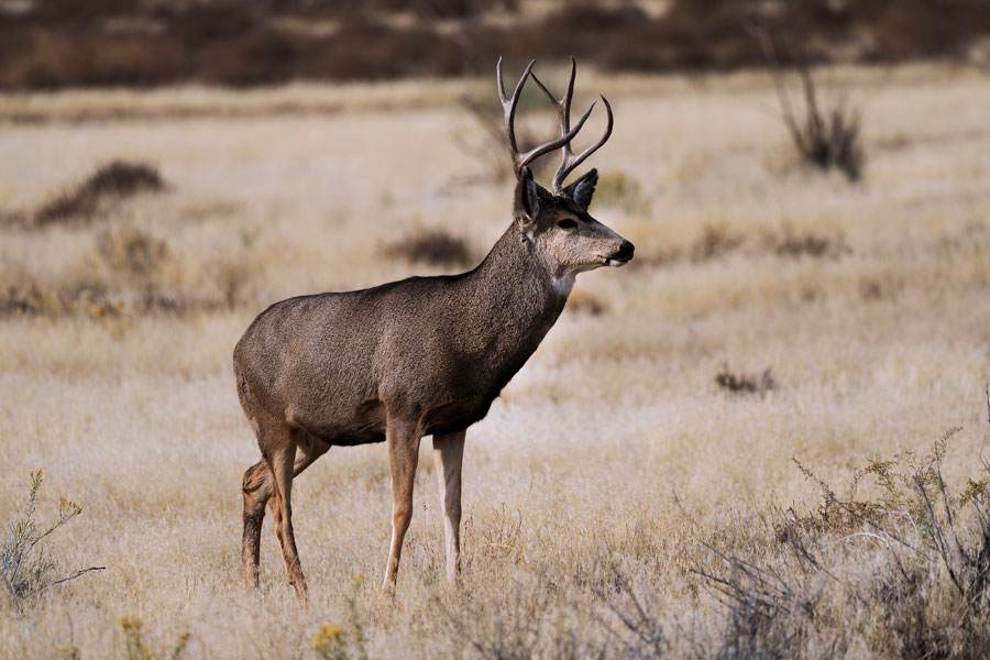 elk deer