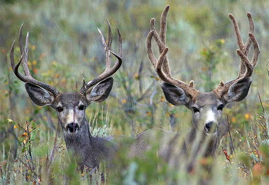 Utah Wildlife Board approves 2019 big game hunts