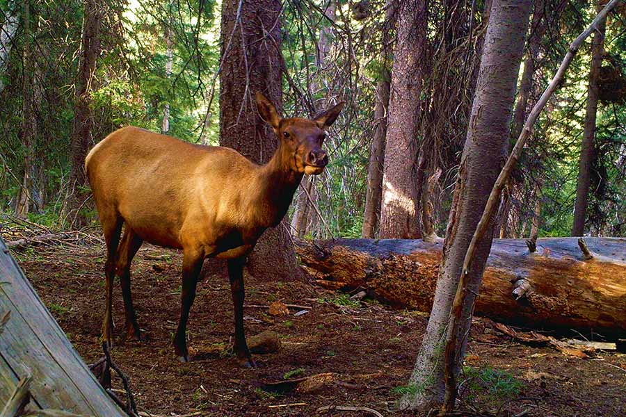 Cow elk in forest