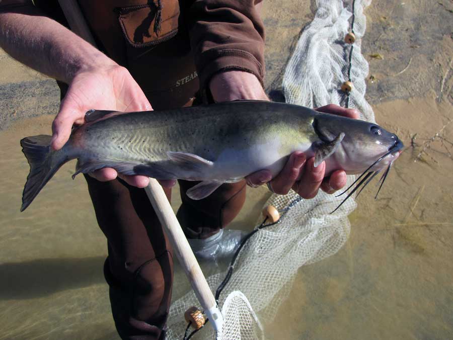 How long do catfish live in a pond