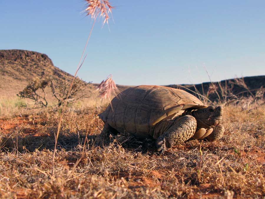 3 endangered species in Utah and how state partnerships are helping them