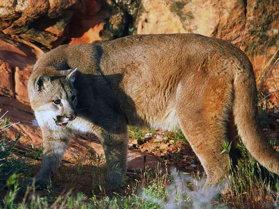 A cougar in Utah.