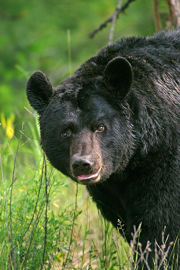 Reported black bear incidents in Utah nearly double in 