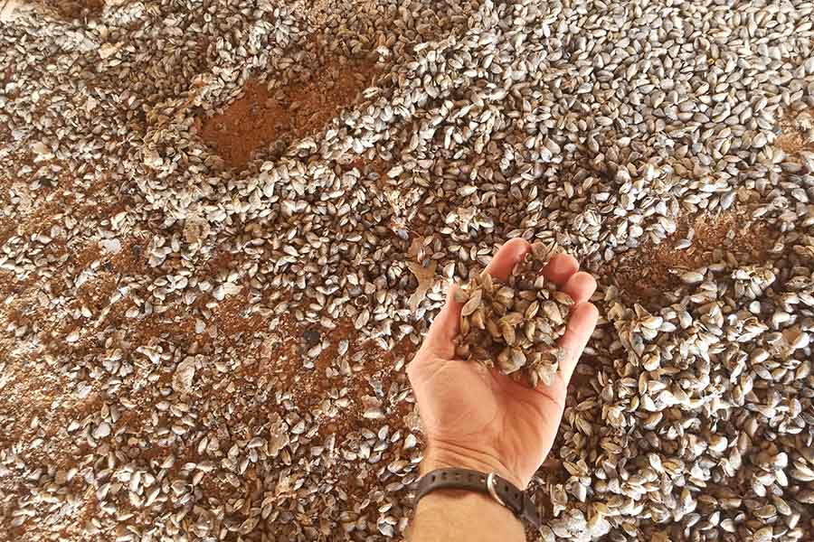 Hand holding small quagga mussels