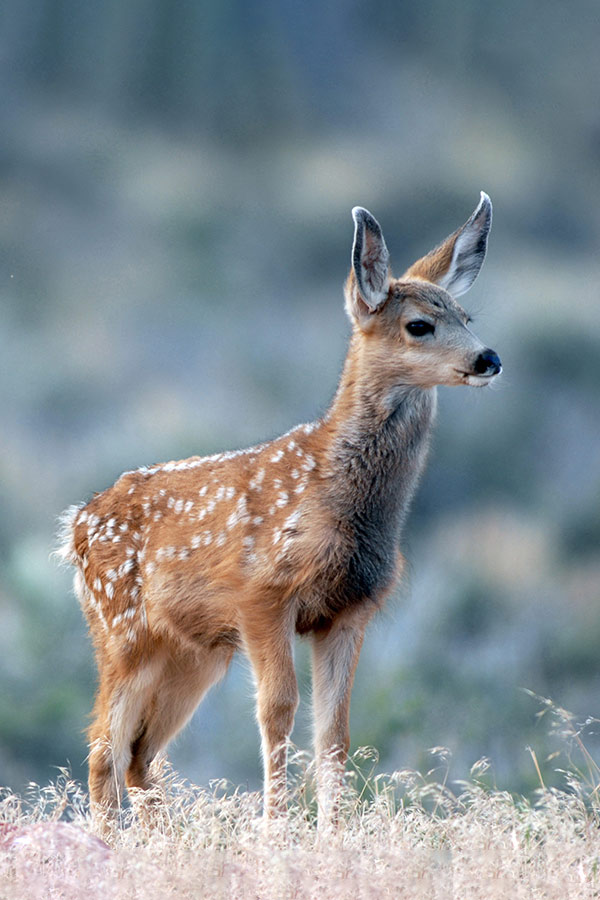 Young one of clearance deer