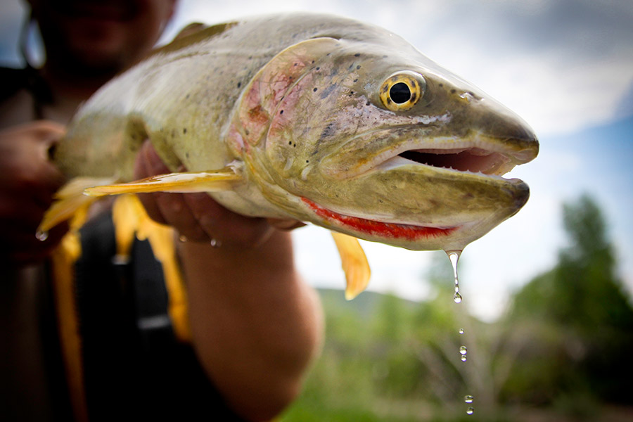 Bonneville cutthroat trout, freshly caught