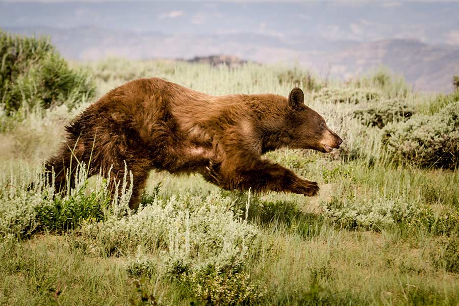 Living in Bear Country