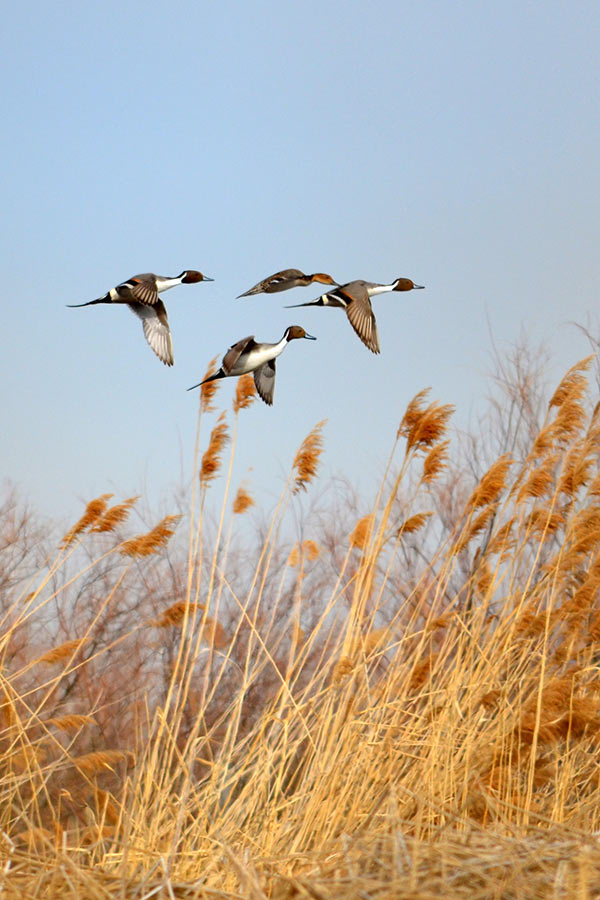 Pintail ducks flying