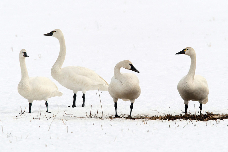 Four tundra swans