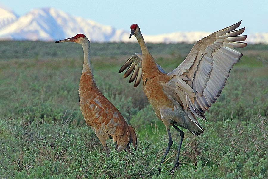 Two sandhill cranes, one with wings spread, in a field in northern Utah