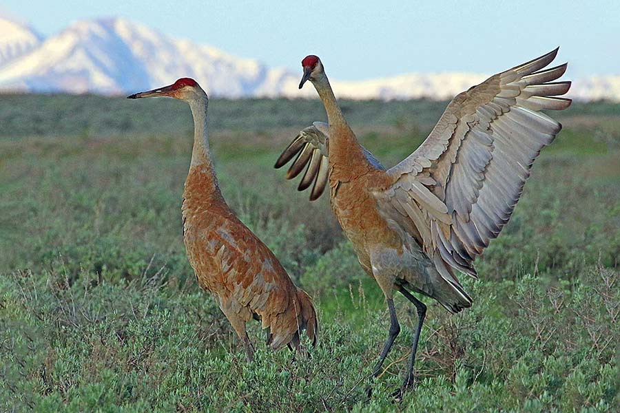 Birding Hotspots for Spring Sandhill Crane Migration