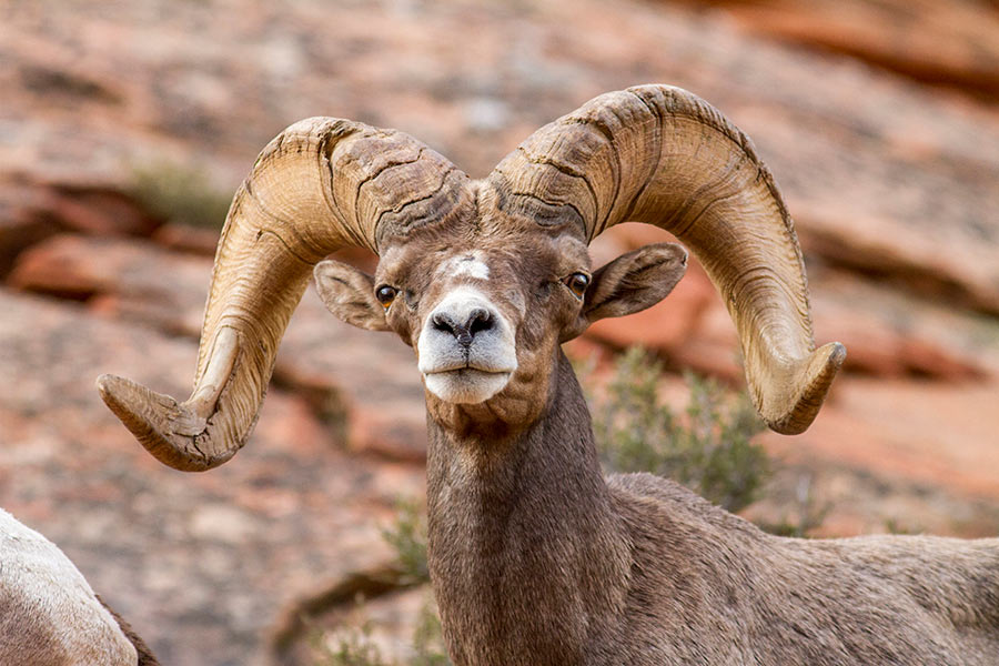 Bighorn sheep with horns