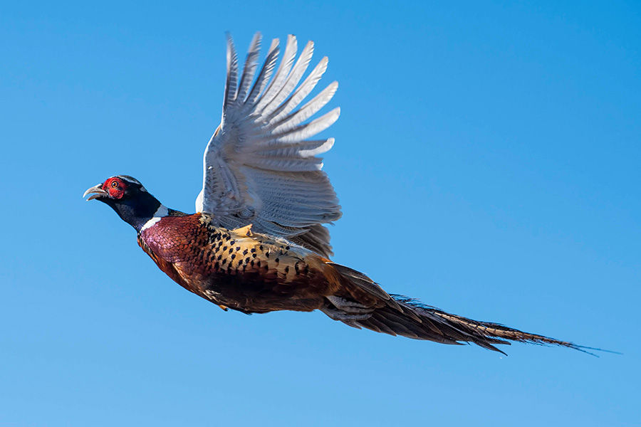 What Hunters Should Expect During The Pheasant And Quail Hunts
