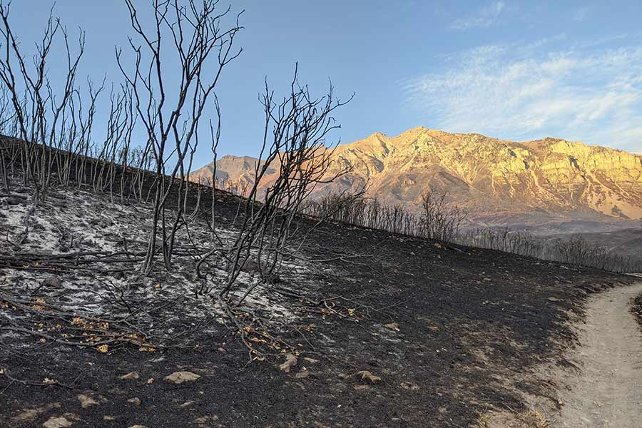 Burned trees at Timpanogos WMA