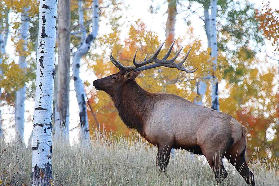 bull elk