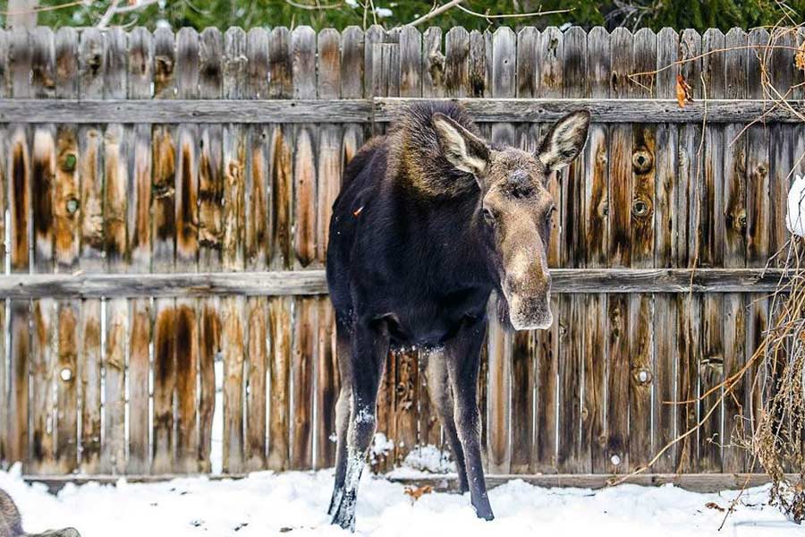 Moose in front of a wooden fence