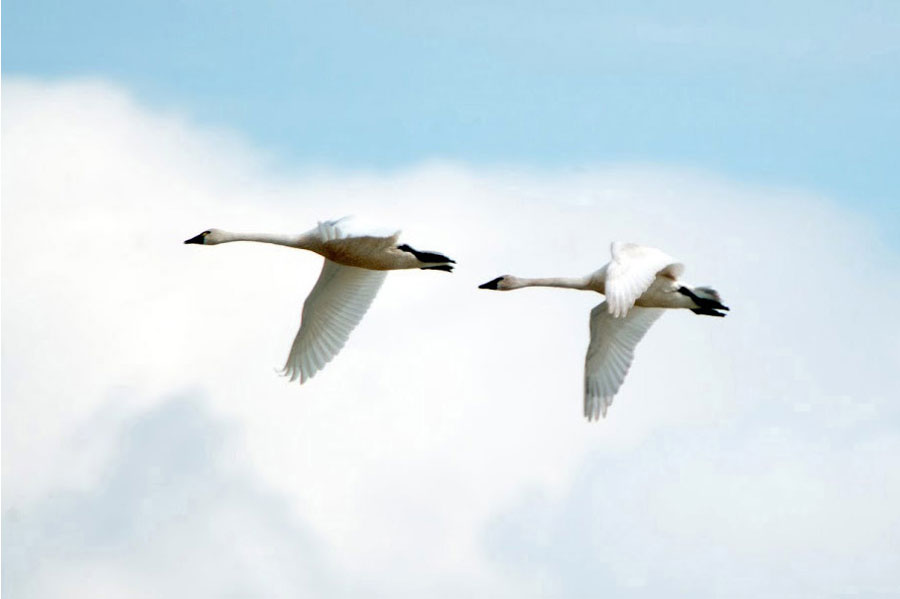 Two swans flying