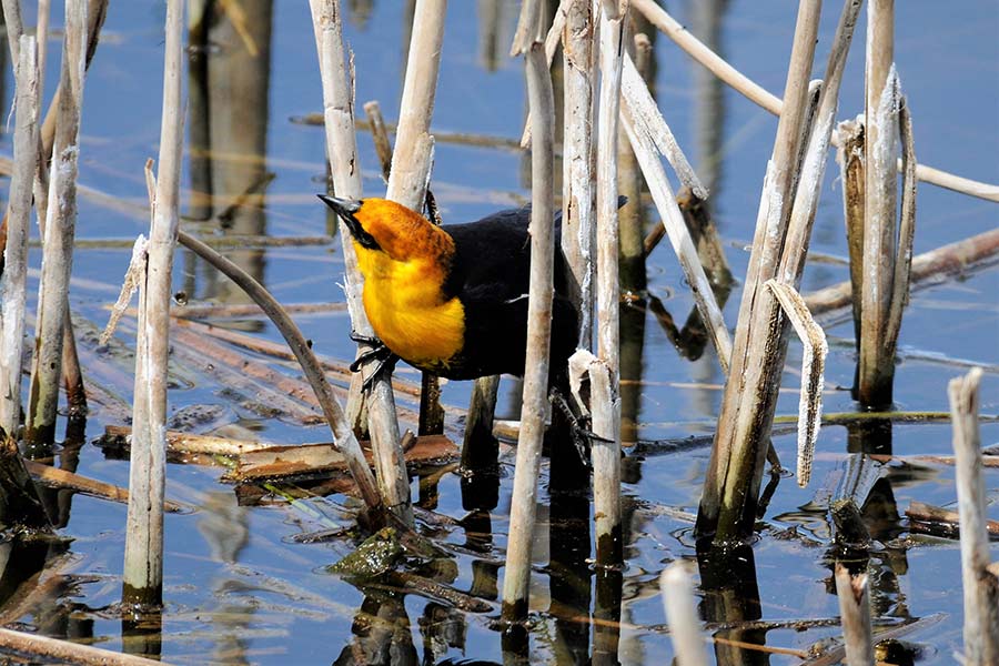 Yellow-headed blackbird tilting its head