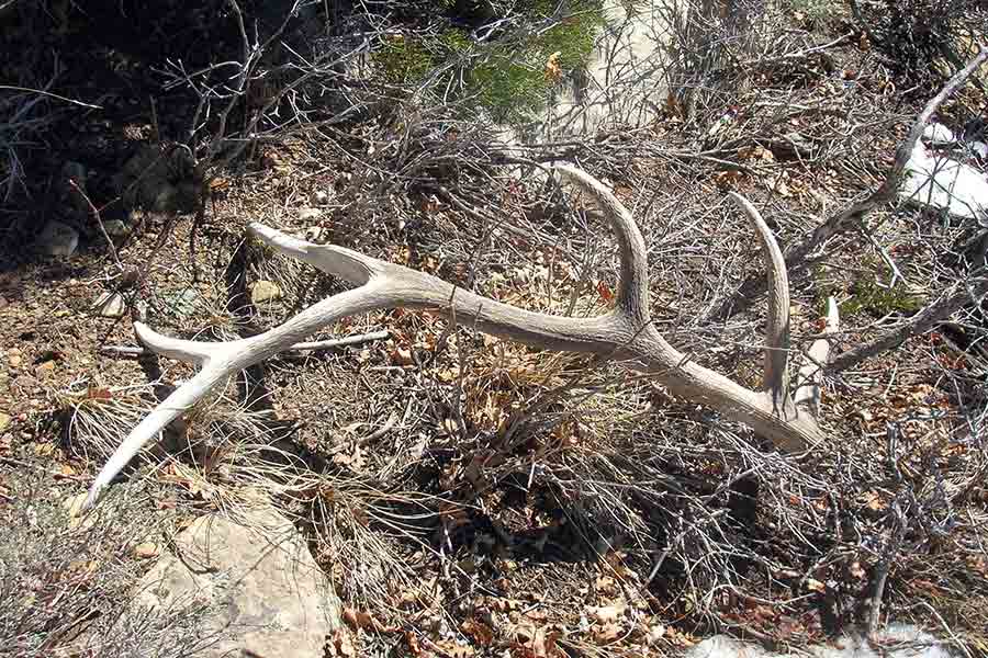 Want to gather shed antlers? You must take an ethics course first